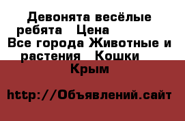 Девонята весёлые ребята › Цена ­ 25 000 - Все города Животные и растения » Кошки   . Крым